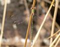 Lestes virens